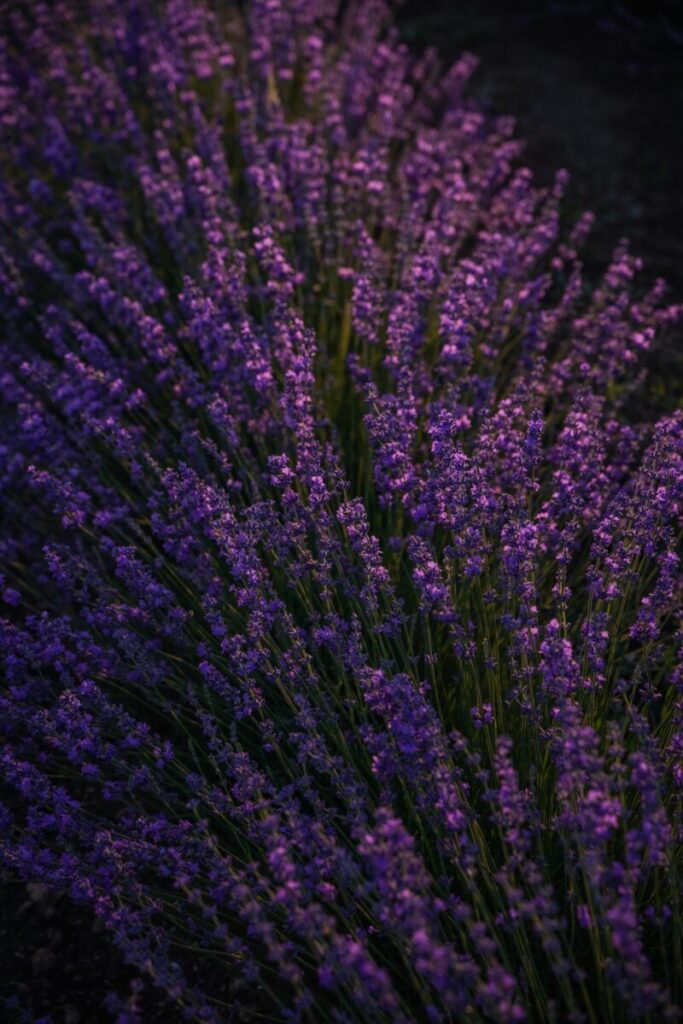 Tranquil close-up of vibrant lavender flowers in a dark, moody setting.