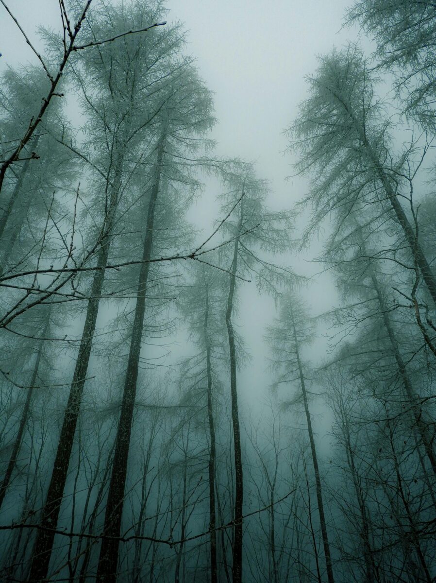 Enchanting winter forest scene with mist and tall trees in Hohndorf, Germany.